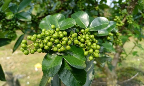 海绵萝卜的功效作用网 | 海绵做法,海绵萝卜的功效作用与禁忌