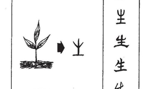海绵萝卜的功效作用与禁忌-海绵萝卜的功效作用网 | 海绵做法,海绵萝卜的功效作用与禁忌